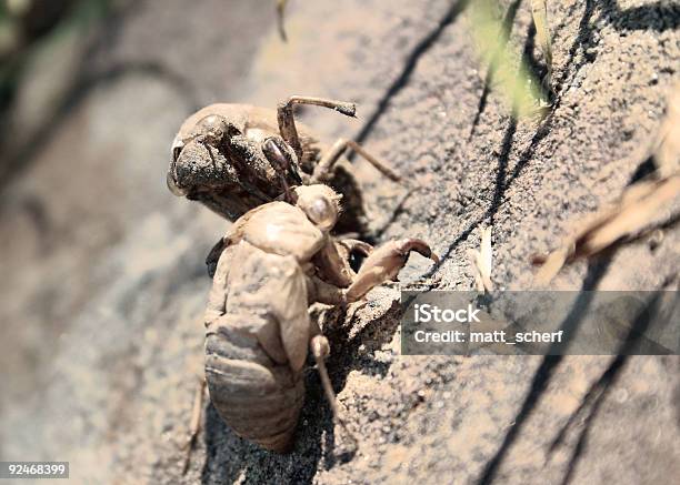 Cuando Cicadas Salir Mal Foto de stock y más banco de imágenes de Aferrarse - Aferrarse, Agresión, Alimento conservado