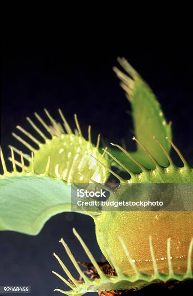 Foto de Venus Voar Armadilha e mais fotos de stock de Agarrar - Agarrar, Biodiversidade, Dente Animal