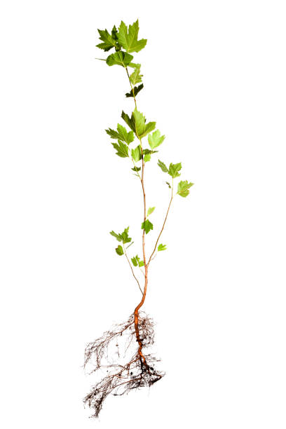 young sycamore tree with roots isolated on white - uprooted vertical leaf root imagens e fotografias de stock