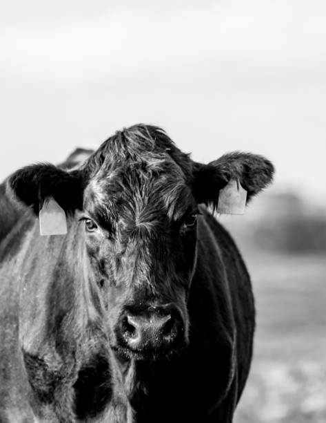 istock Black Angus cow close up - vertical 924685064