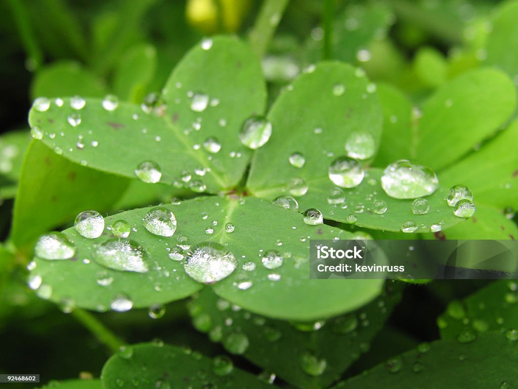 Gocce d'acqua su un Trifoglio sul campo - Foto stock royalty-free di Acqua