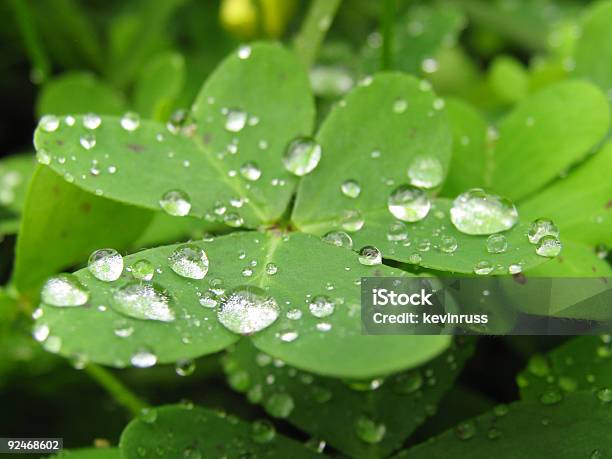 Gocce Dacqua Su Un Trifoglio Sul Campo - Fotografie stock e altre immagini di Acqua - Acqua, Chiuso, Colore verde