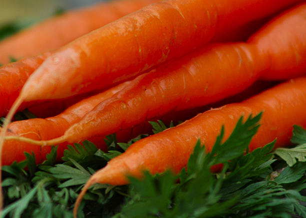 Bright Orange Carrots stock photo