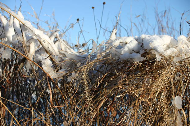 Wintertime Grasses stock photo