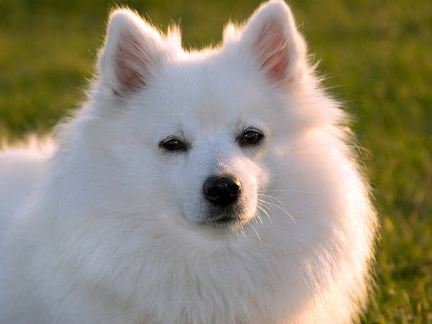 Retrato de Cão - fotografia de stock