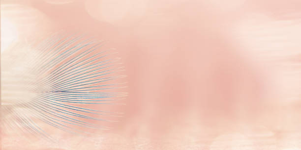 istock White and blue feather of bird on pink background. Banner. 924688932