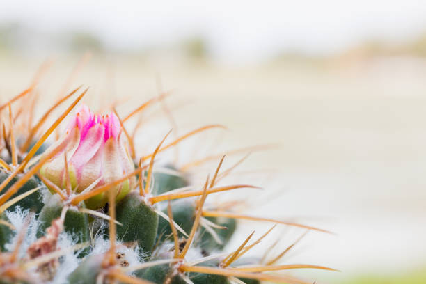 Close Up of Cactus flower with green background