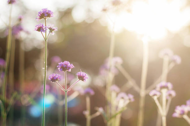 istock Purple flowers at sunrise. 924689808