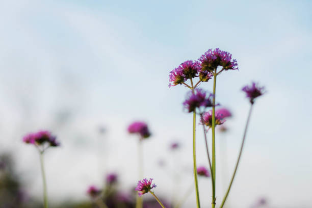 istock Purple flowers at blue sky. 924689812