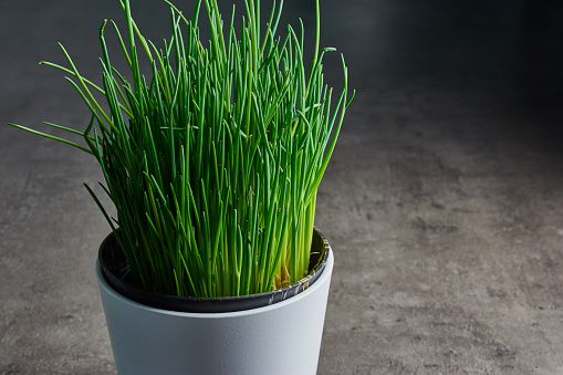 white flower pot with fresh chives on the kitchen desk