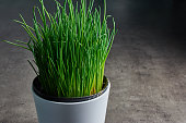 fresh chives in a white pot