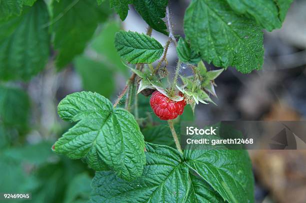 Wild Raspberry Stock Photo - Download Image Now - Animals In The Wild, Berry Fruit, Color Image