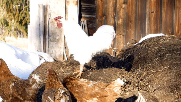 istock rooster and hens grazing free in winter 924693322