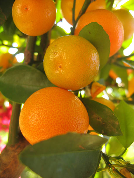 orange grove - leafes fruit orange leaf zdjęcia i obrazy z banku zdjęć