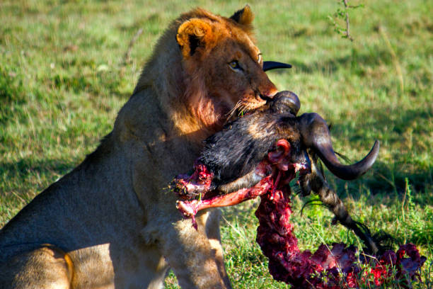 istock Lion eating in wild 924695094