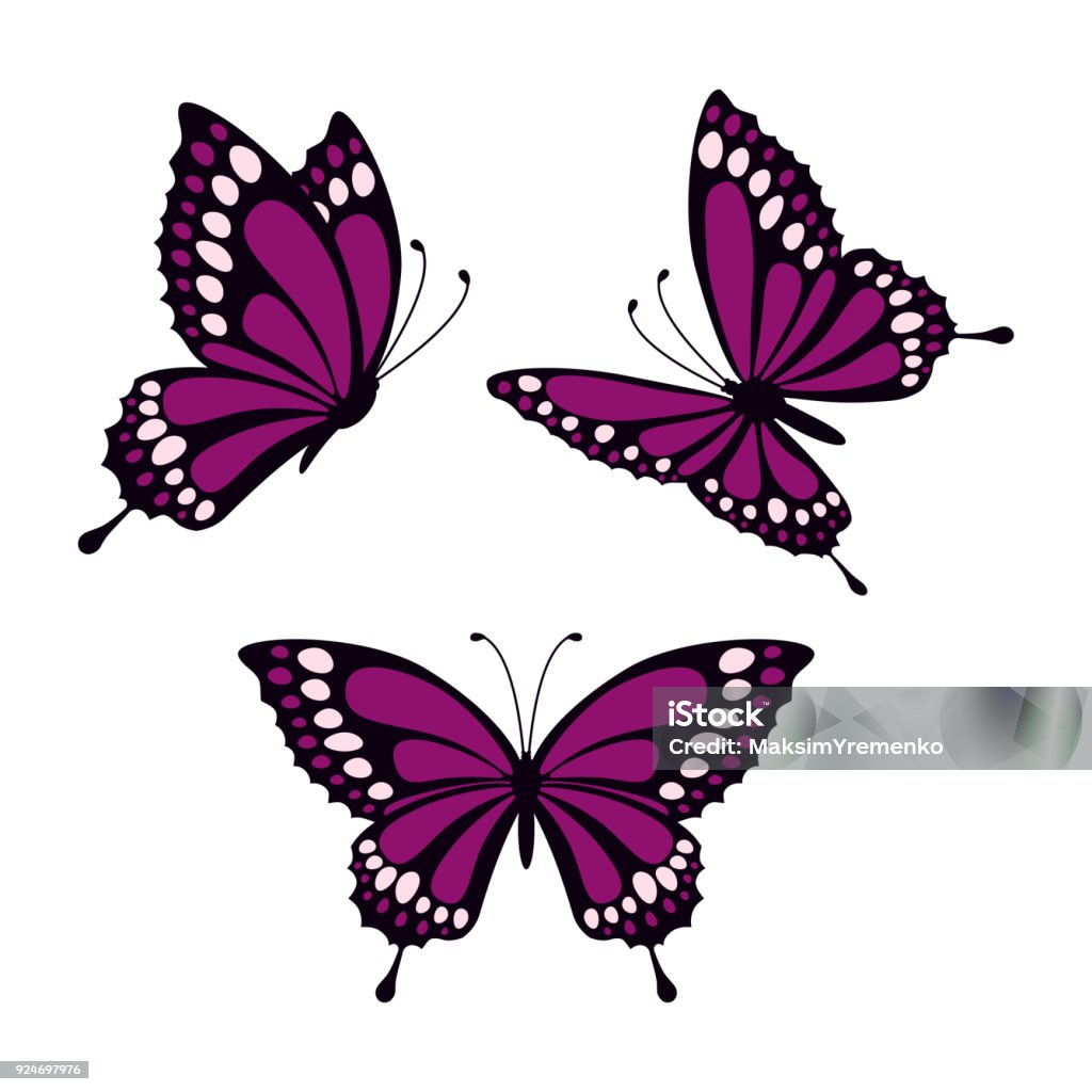 set with butterflies set with three purple butterflies isolated on white background, butterflies in direct, angular and lateral angles Butterfly - Insect stock vector