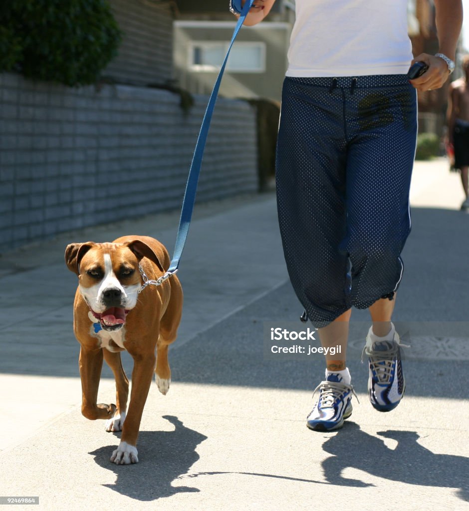 Trotting Dog at Venice Beach  Boxer - Dog Stock Photo