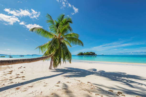 熱帯の島のビーチをパームします。 - seychelles sea lagoon tropical climate ストックフォトと画像
