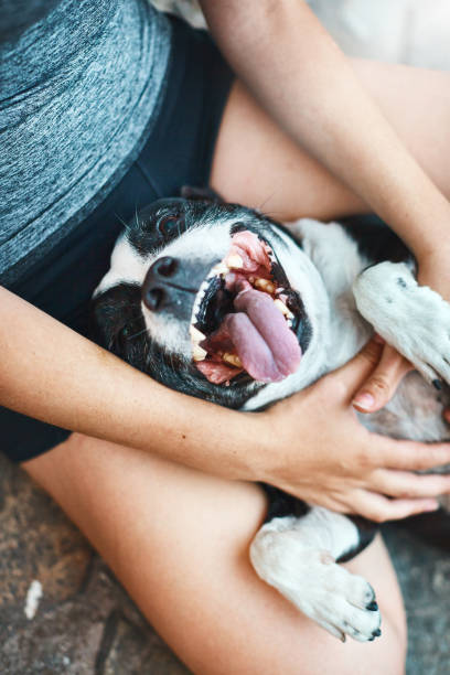 istock Excited dog lies on owner's lap, panting 924699130