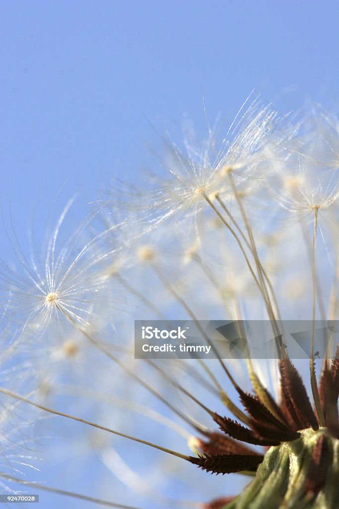 Dandilion - Zbiór zdjęć royalty-free (Bez ludzi)