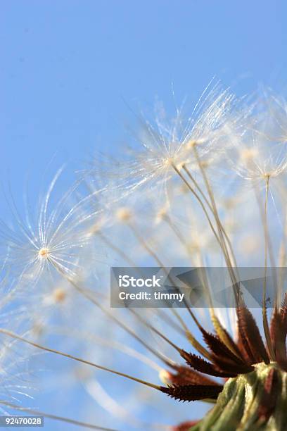 Dandilion — стоковые фотографии и другие картинки Без людей - Без людей, Вертикальный, Ветер