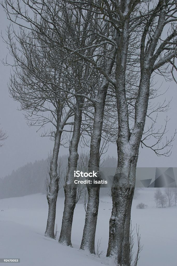 Vier gefrorene Bäume - Lizenzfrei Alpen Stock-Foto