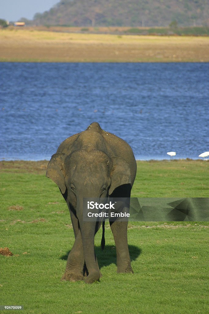 Elefante - Foto de stock de Agua libre de derechos
