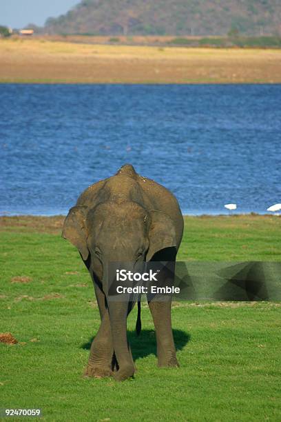 Elefante Foto de stock y más banco de imágenes de Agua - Agua, Agujero, Aire libre