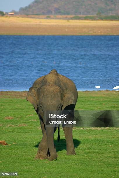 Elefante - Fotografie stock e altre immagini di Acqua - Acqua, Ambientazione esterna, Animale