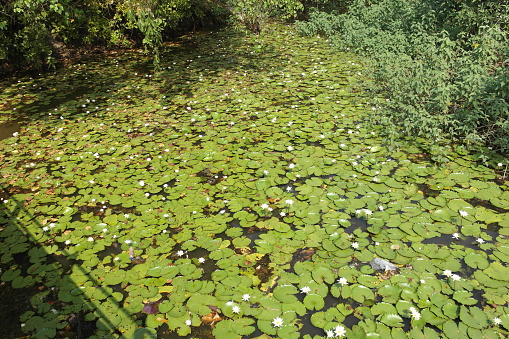 The pond which has grown with the blossoming water plants