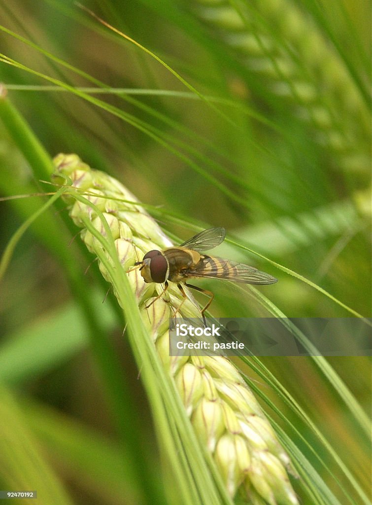 Hoverfly on Wheat  Hoverfly Stock Photo