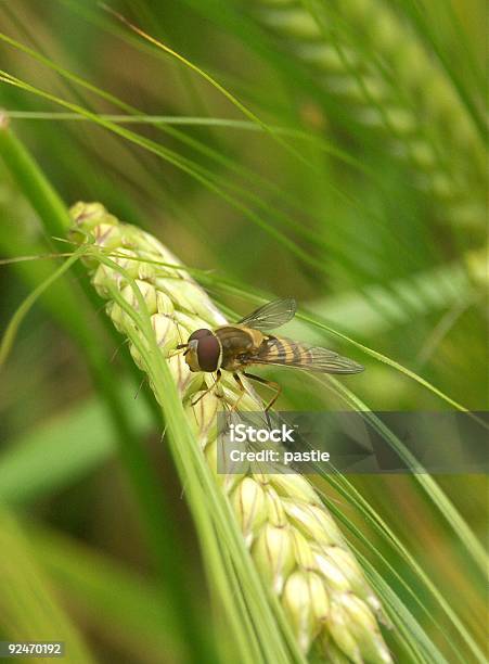 Hoverfly On Wheat Stock Photo - Download Image Now - Hoverfly, Agriculture, Animal Wing