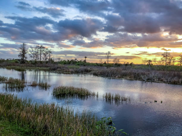 istock sunset in the swamp 924702142