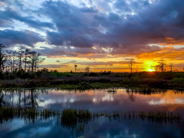 istock sunset in the swamp 924702210