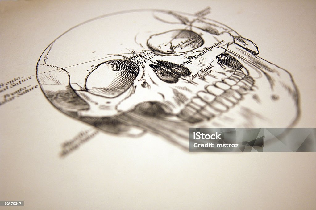 Medical ilustração de um crânio - Ilustração de Anatomia royalty-free