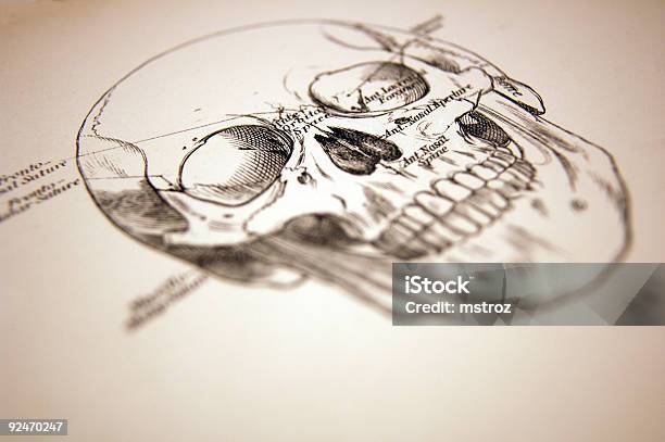 Vetores de Medical Ilustração De Um Crânio e mais imagens de Anatomia - Anatomia, Assustador, Cabeça Humana