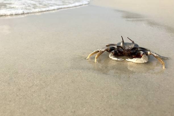 istock Beach crab hunting on the sand beach 924702866