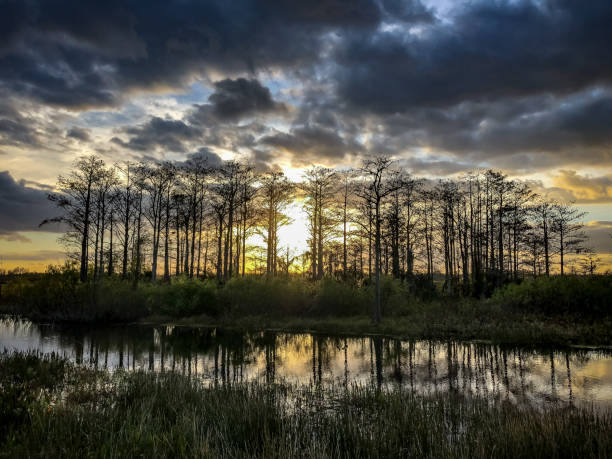 istock sunset in the swamp 924703164