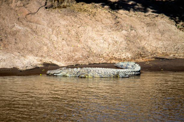 istock Giant African Crocodile sunbathing 924703194