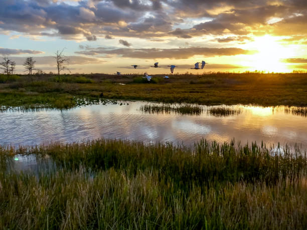 istock birds flying in the sunset swamp 924703220
