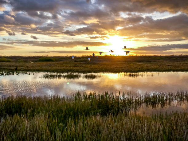 oiseaux qui volent dans le marais du coucher du soleil - réserve sauvage photos et images de collection