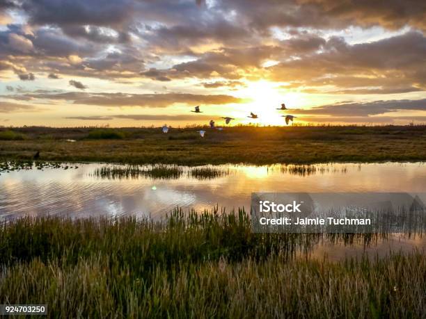 Photo libre de droit de Oiseaux Qui Volent Dans Le Marais Du Coucher Du Soleil banque d'images et plus d'images libres de droit de Marécage