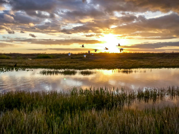 日没の沼を飛んでいる鳥 - stormy sunrise ストックフォトと画像