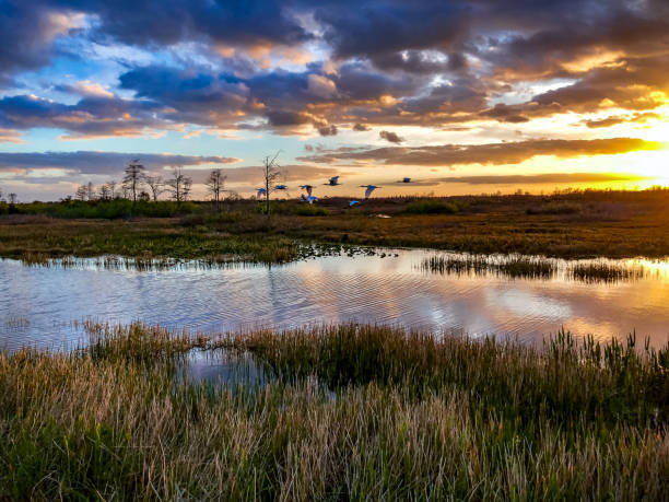 istock birds flying in the sunset swamp 924703272