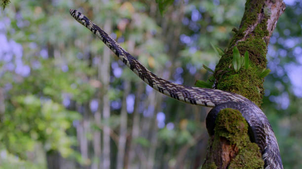 Snake on the tree tropical snake on a tree branch - exotic species from south-east Asia green boa snake corallus caninus stock pictures, royalty-free photos & images