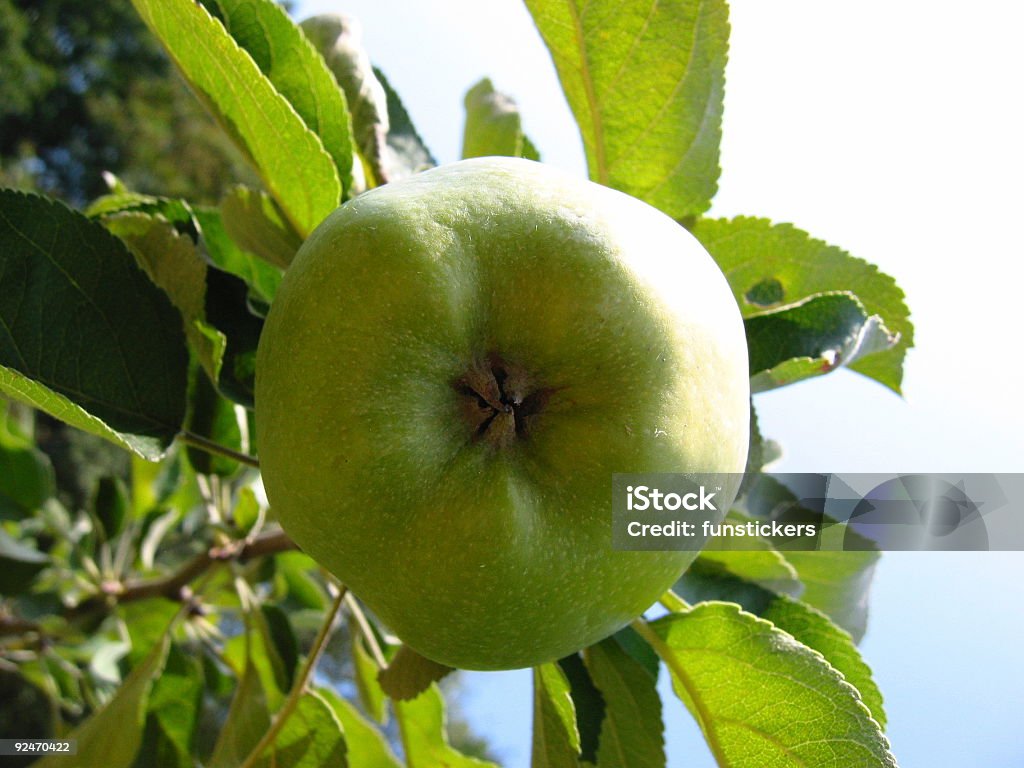 appleNo.2 - Foto stock royalty-free di Albero