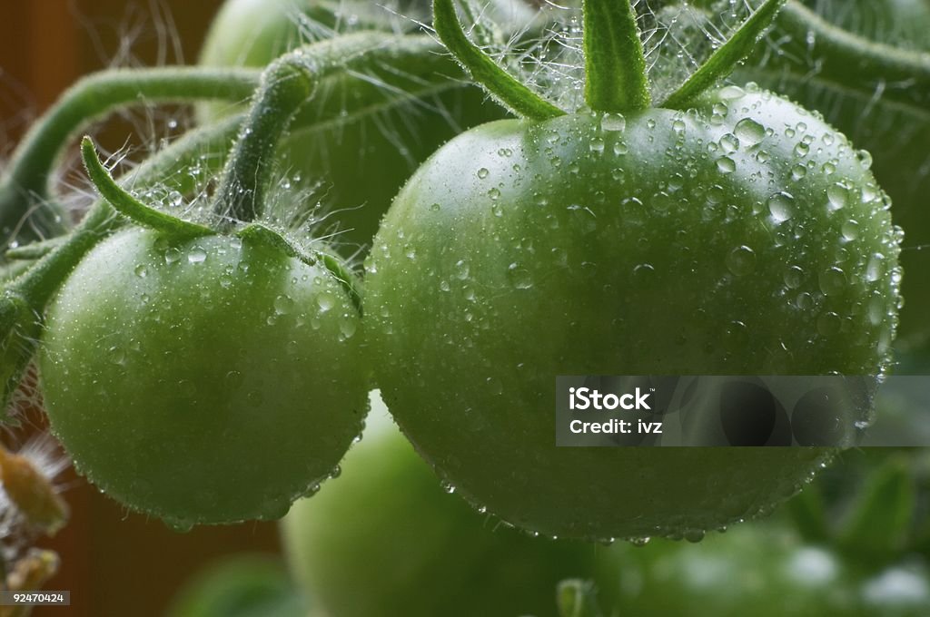 Tomate Verde - Royalty-free Agricultura Foto de stock