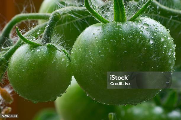 Foto de Tomates Verde e mais fotos de stock de Agricultura - Agricultura, Alimentação Saudável, Canteiro de Flores