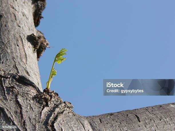 Photo libre de droit de Nouveaux Beginnings banque d'images et plus d'images libres de droit de Arbre - Arbre, Branche - Partie d'une plante, Commencement