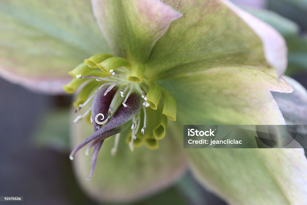 Helleborus niger  Black Hellebore Stock Photo